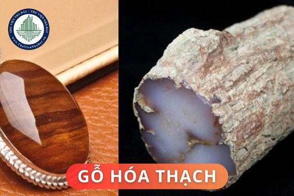 Ý nghĩa của gỗ hóa thạch trong phong thủy? Ứng dụng của gỗ hóa thạch là gì?