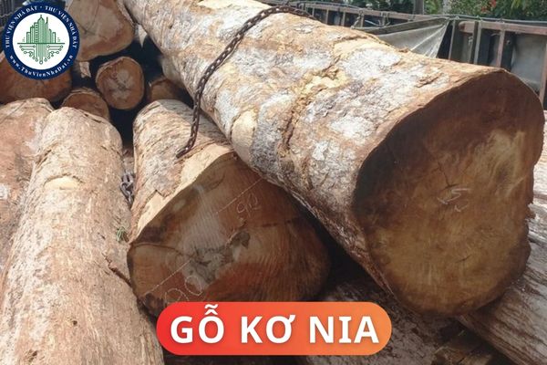 Đặc điểm của gỗ Kơ Nia? Ứng dụng của gỗ Kơ Nia trong nội thất