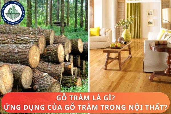 Gỗ tràm là gì? Ứng dụng của gỗ tràm trong nội thất?