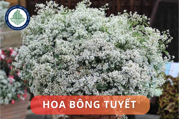 Ý nghĩa phong thủy của hoa bông tuyết là gì? Vị trí đặt hoa bông tuyết hợp phong thủy nhà ở