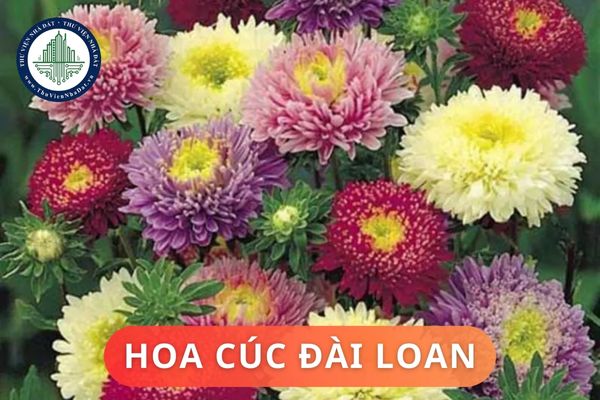 Hoa cúc Đài Loan có ý nghĩa phong thủy là gì? Vị trí và cách bố trí hoa cúc Đài Loan trong không gian sống