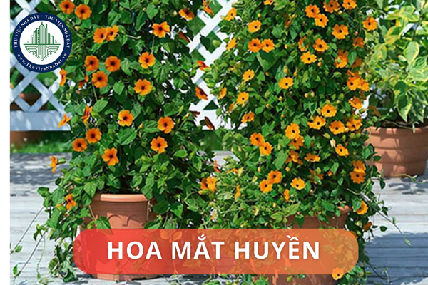 Hoa mắt huyền có đặc điểm và ý nghĩa phong thủy gì? Trồng hoa mắt huyền ở đâu hợp phong thủy nhà ở?