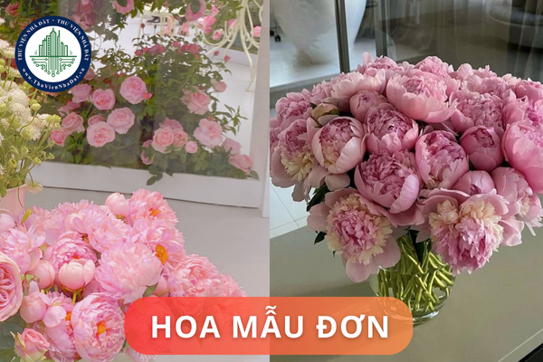 Nên đặt hoa mẫu đơn ở đâu trong nhà hợp phong thủy? Hoa mẫu đơn có cúng Phật được không?