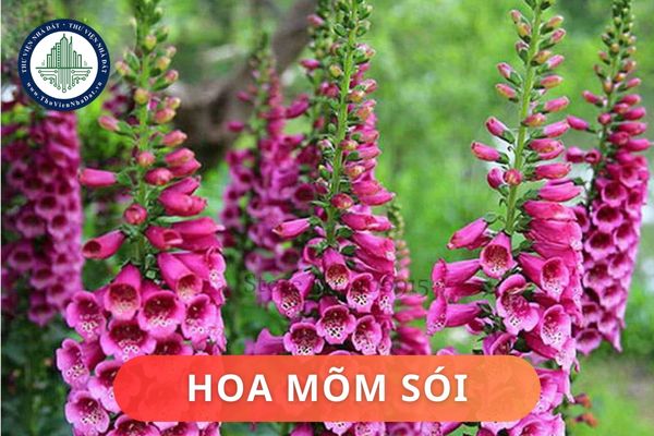 Ý nghĩa phong thủy của hoa Mõm Sói? Cách bố trí hoa Mõm Sói trong nhà hợp phong thủy