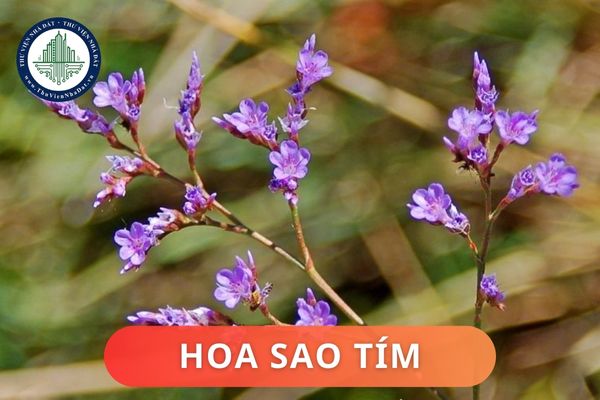 Hoa sao tím có ý nghĩa phong thủy là gì? Cách bố trí hoa Sao Tím trong không gian sống hợp phong thủy