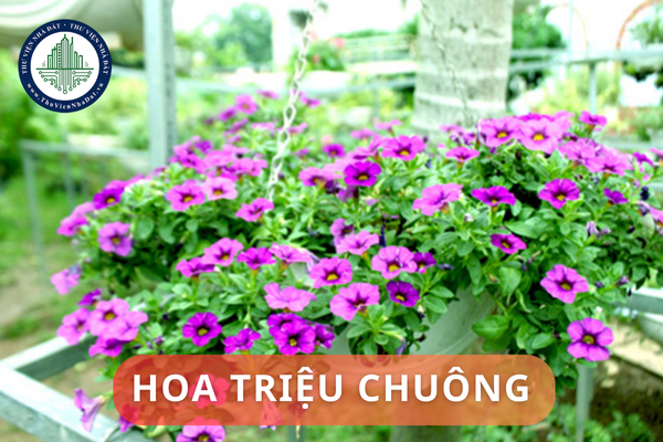 Hoa triệu chuông có đặc điểm và ý nghĩa phong thủy gì? Nên đặt hoa triệu chuông ở đâu trong nhà để hợp phong thủy?