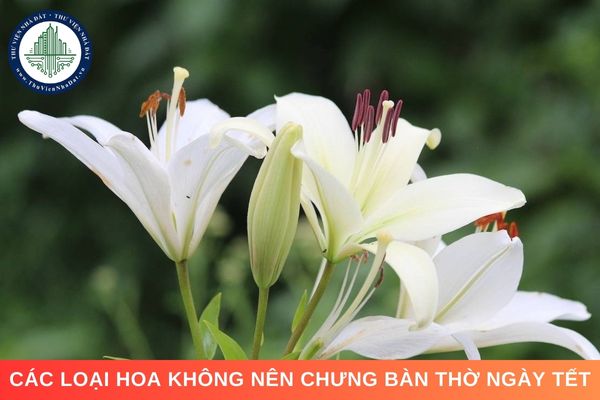 Các loại hoa không nên chưng bàn thờ ngày Tết