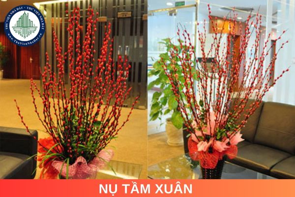 Cách cắm nụ tầm xuân đẹp chưng tết. Nụ tầm xuân là hoa thật hay giả?