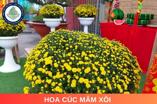 Hoa cúc mâm xôi có ý nghĩa gì? Có nên chưng hoa cúc mâm xôi vào dịp Tết không?