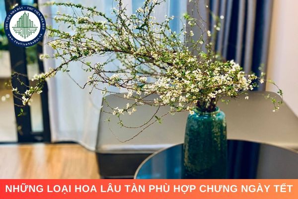 Những loại hoa lâu tàn phù hợp chưng ngày Tết