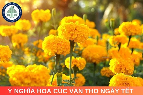 Ý nghĩa hoa cúc vạn thọ ngày Tết