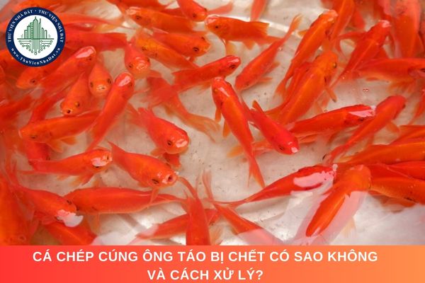 Cá chép cúng ông Táo bị chết có sao không và cách xử lý?