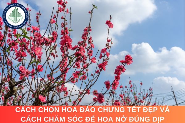 Cách chọn hoa đào chưng Tết đẹp và cách chăm sóc để hoa nở đúng dịp