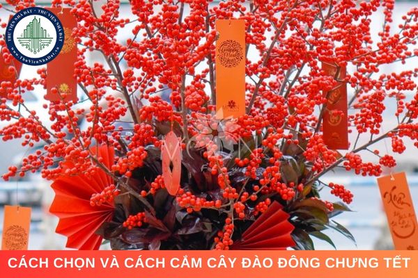 Cây đào đông chưng Tết: Cách chọn cây đẹp và cách chăm sóc