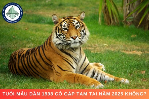 Tuổi Mậu Dần 1998 có gặp Tam Tai, có bị sao chiếu mệnh không?