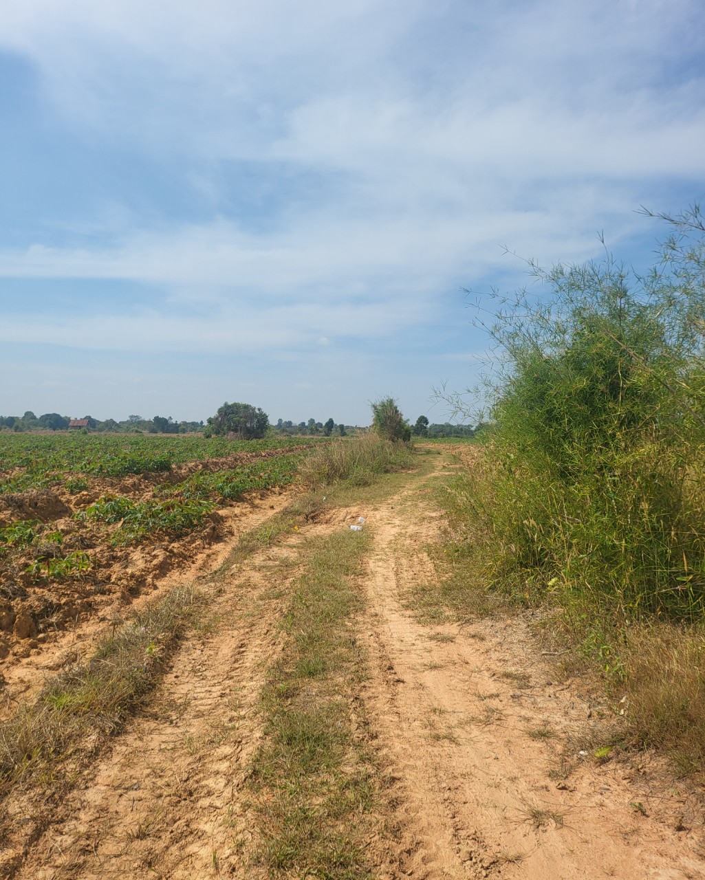 Mua bán 1,16ha đất nông nghiệp mặt tiền đường tại xã Ea Huar, Buôn Đôn, Đắk Lắk với giá chỉ 720 triệu VNĐ