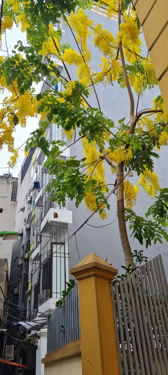 Bán chung cư mini 90m2 tại Hạ Đình, Thanh Xuân, Hà Nội, thu nhập 120 triệu/tháng