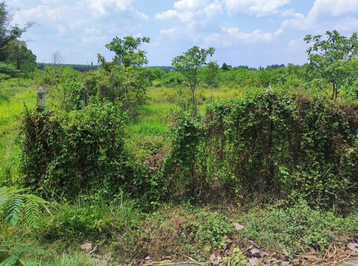 Bán đất 1.000m2 đường nhựa An Viễn Trảng Bom Đồng Nai có 300m2 thổ cư
