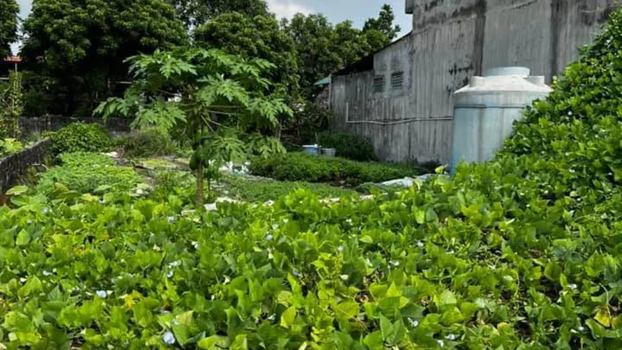 Bán đất 66,7m2 Hương Mạc, Từ Sơn, Bắc Ninh, ngõ thông thoáng, giá 1,6 tỷ