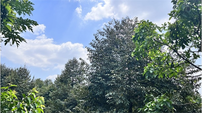 Bán đất tại xã Tả Phìn, Sa Pa, Lào Cai, 1,68 tỷ, 2000m2 view đẹp hot