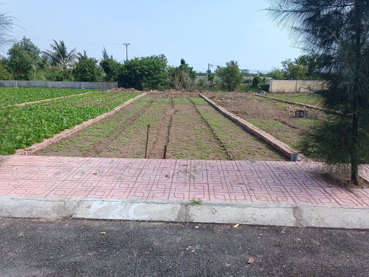 Bán đất mặt biển Quất Lâm 100m2 Giao Phong Giao Thủy Nam Định thổ cư