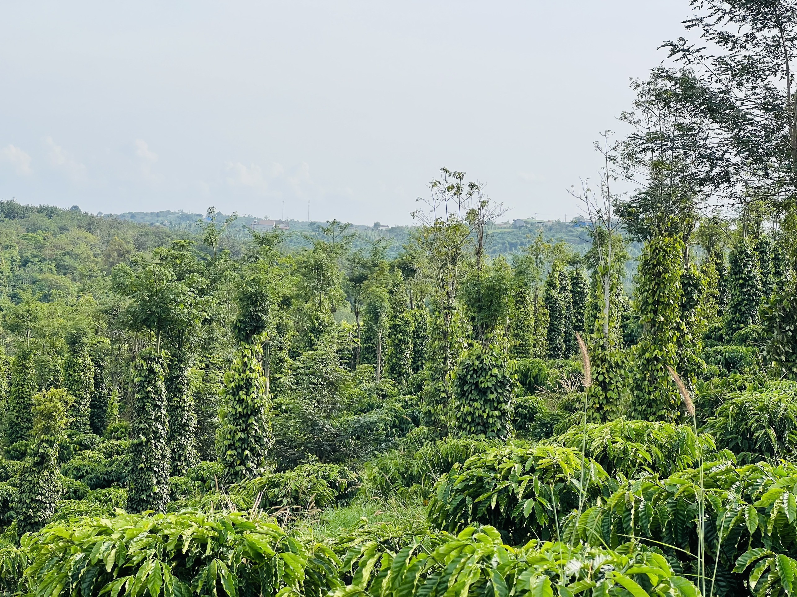 Bán đất 8.933m2 thôn Đắk Soun, xã Quảng Tân, Tuy Đức, Đắk Nông, view đẹp