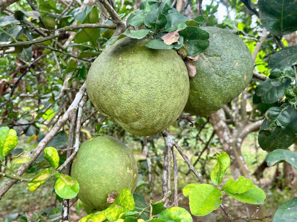 Vườn cây ăn quả tại Diên Thọ, Diên Khánh sát sông Cái