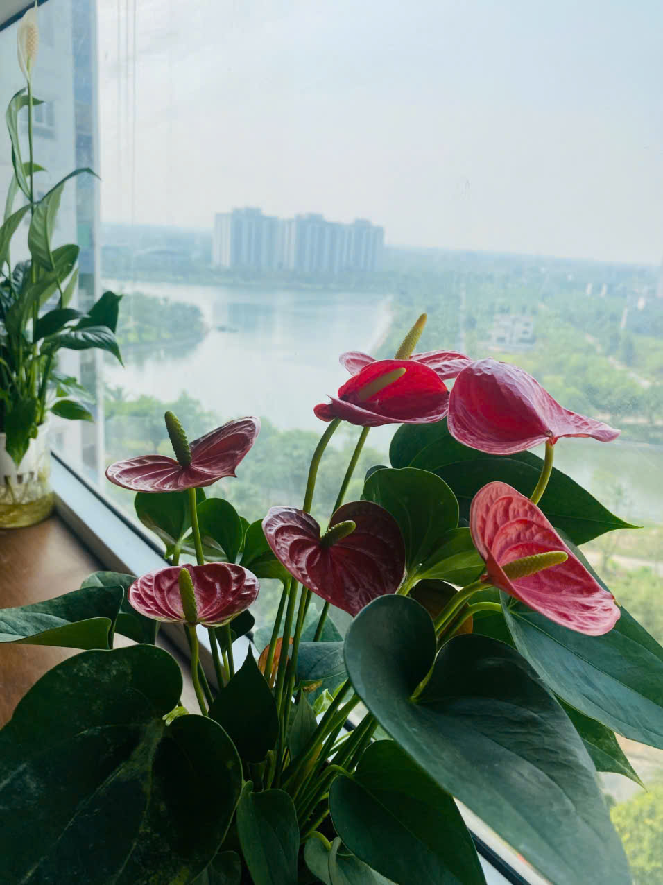 Chính chủ bán căn hộ 1pn Charm City, ngay Vincom Dĩ An, chỉ 1,49 tỷ, nhận nhà ngay, hỗ trợ vay 80%