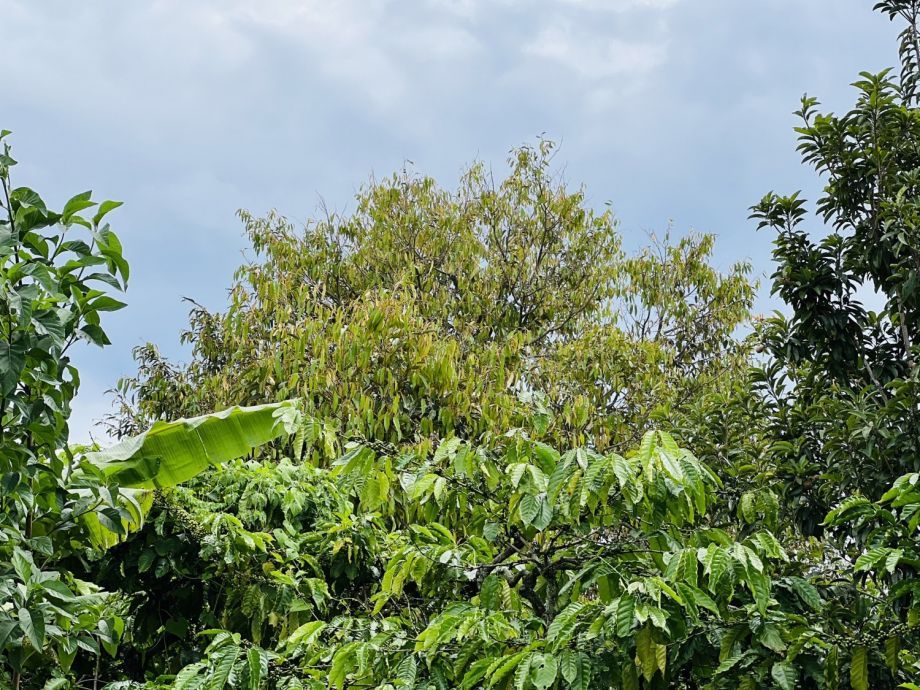 Cần Bán Đất Vườn 1000m² Đường Bê Tông, Dân Cư Đông Đúc, Chỉ 450 Triệu