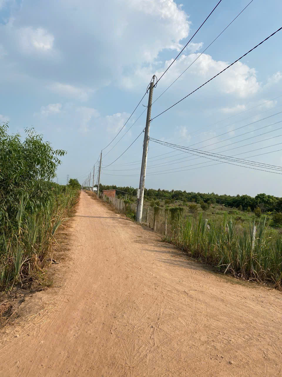 Bán đất vườn nhãn mặt tiền ĐT784, 2000m² thổ cư, giá tốt, sổ hồng riêng