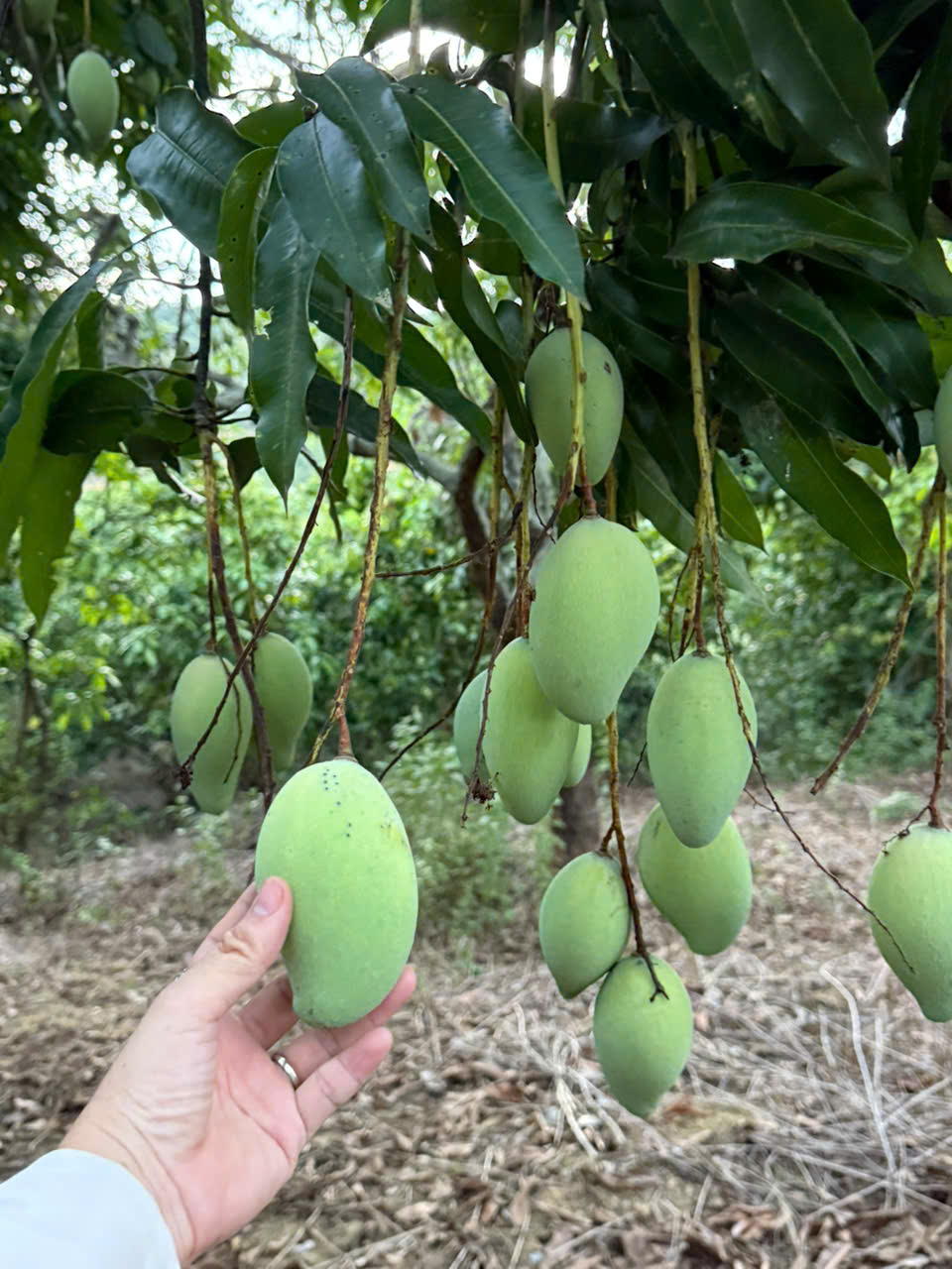 thuviennhadat.vn