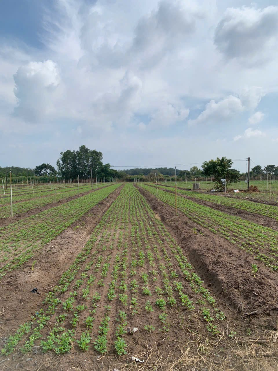Quá rẻ, chỉ 250 triệu sở hữu ngay lô đất 500m2 view núi Bà, có sẵn sổ đỏ
