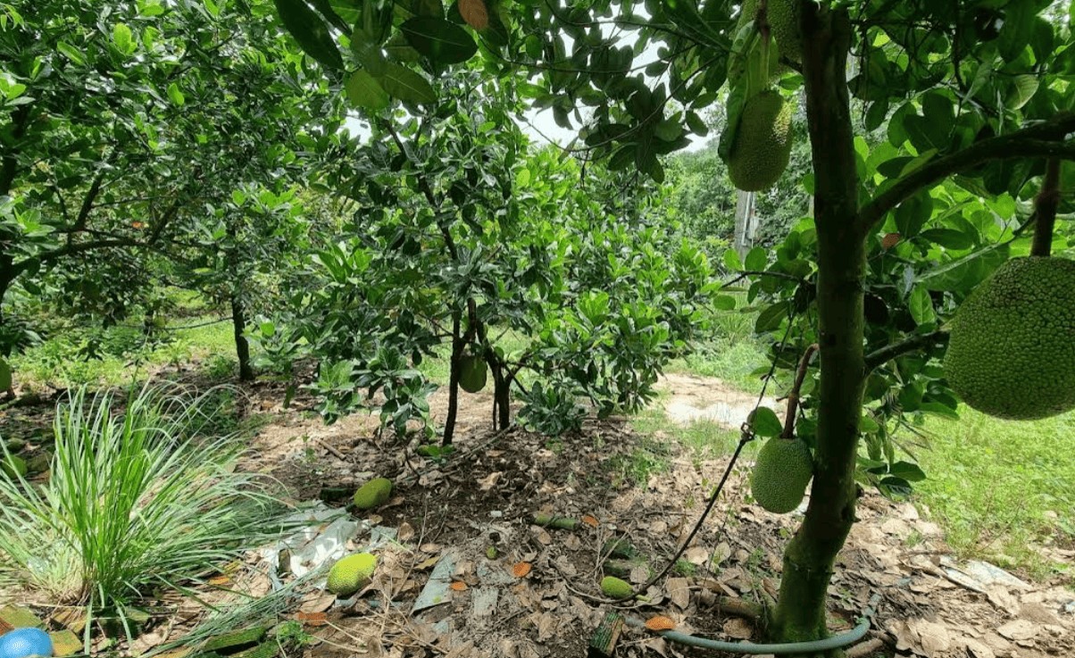 Sở hữu ngay 1000m2 đất tại xã La Ngà, huyện Thống Nhất