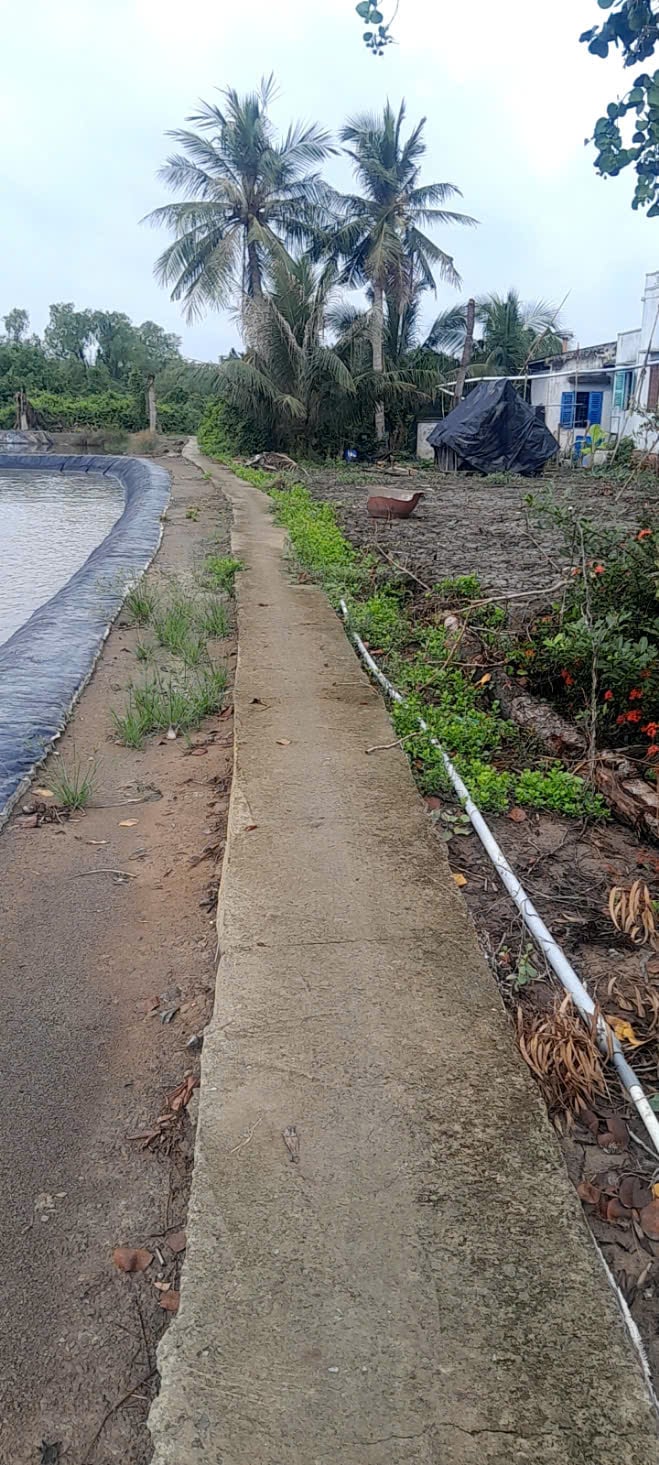 Bán đất Tân Chánh, Huyện Cần Đước, Long An, đất lúa 2485m2, mt sông Vàm Cỏ bán gấp hết sổ 550tr