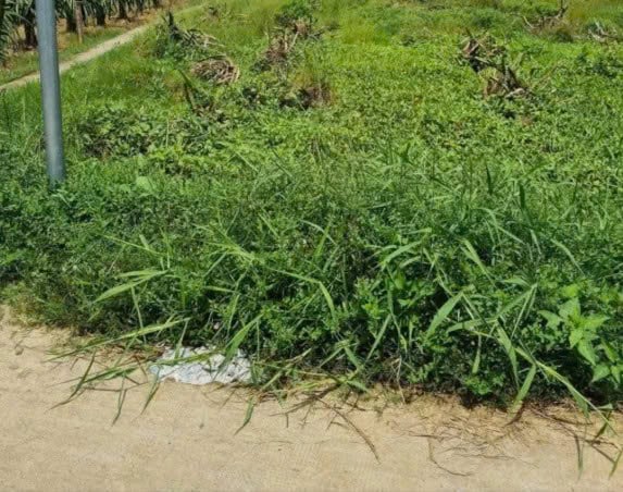 Bán đất Bến Lức, Long An, chủ cần tiền bán gấp, còn vài lô duy nhất